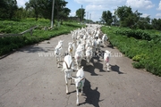 Продажа племенных  коз,  козликов и козочек  зааненской породы