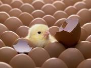 продам яйцо инкубационное породы 