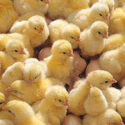 Продам суточных цыплят (несушки) 