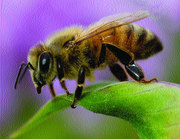 Продам бджолопакети (до 100 шт.) карпатської породи . Ціна договірна