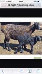 Фермерске господарство продае овець Романівської і Гісарскої породи.