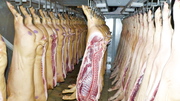М’ясо свинина опт от производителя,  на постоянной основе.