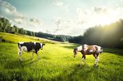 Купуємо у населення корів,  коней,  лошат,  бичків,  телиць,  телят